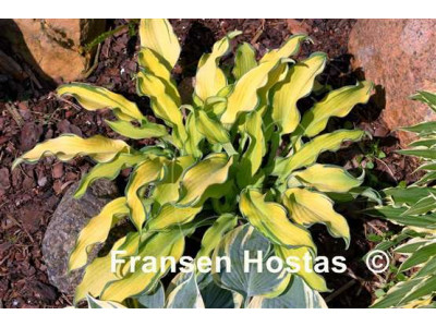 Hosta 